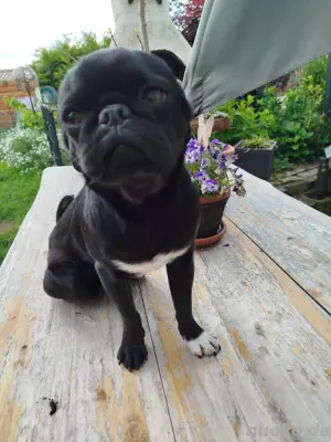Hübscher Mops Rüde sucht ein neues Heim 