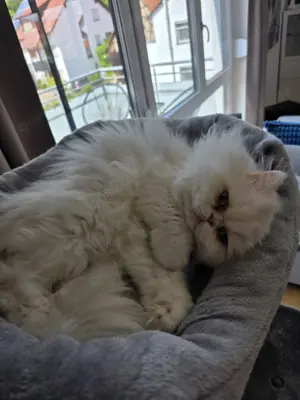 Perserkater 2 Jahre jung