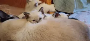 Supersüße Siam Kitten 