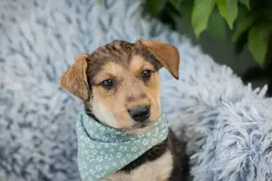 Chip-Nr. 248943 - Welpe - Der kleine Hundemann genießt seine Welpenzeit mit seinen Artgenossen