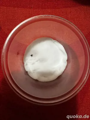 Phidippus regius - Nachzuchten Fh1