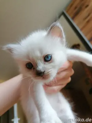 Heilige Birma Kitten, blaue Augen, weiß, langhaar