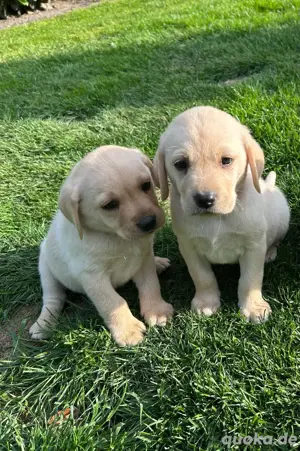 Nur noch 2 zuckersüße Labrador Welpen (Hündinnen) suchen ein tolles Zuhause! 