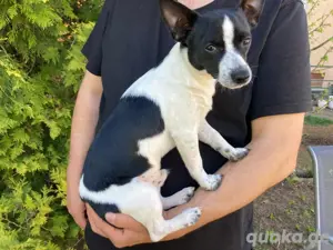 Junger Hund (Rüde) sucht ein neues Zuhause