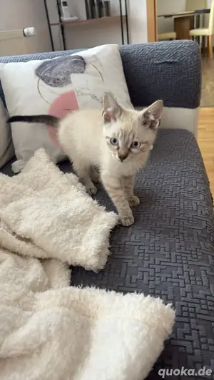 Babykatze im auftrag meiner Schwester zu Verkaufen 