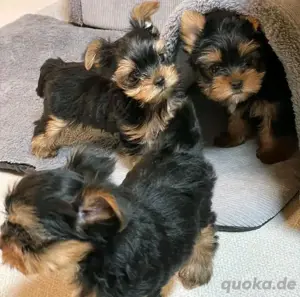 Kleine Pfoten, große Herzen   Yorkshire-Terrier-Welpen verfügbar!