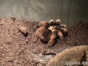 Brachypelma Emilia - Weiblich - 5-6cm KL - Vogelspinne