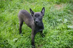 Chip-Nr. 245694 - Welpe - Die Süße sucht Namenspaten und Adoptanten