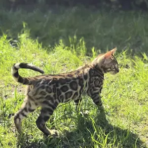 Bengal Kitten mit Stammbaum