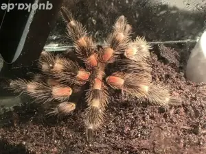 Brachypelma Smithi - Weiblich - 5cm KL - Vogelspinne