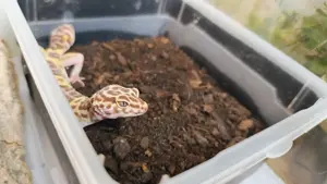 Leopardgecko aus eigener Zucht