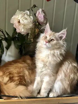 Süßer Maine Coon Prinz mit bezauberndstem Wesen 