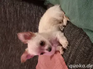 chihuahua rüde 