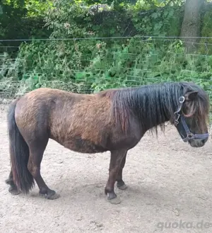 Shetty Stuten nur heute beide 1000 