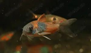 Corydoras venezuelanus - Osteogaster sp. "Venezuelanus" - Panzerwels - Zierfische