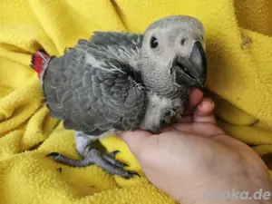 1.0 Graupapagei Baby Männchen zahme Handaufzucht