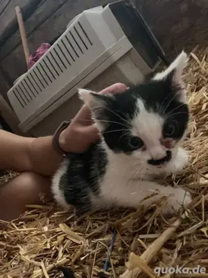 Bauerhofkatze abzugeben