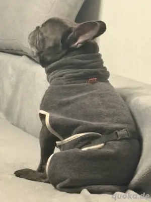 Reinrassige Französische Bulldogge