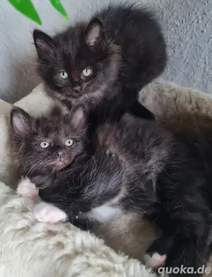 Maine Coon 