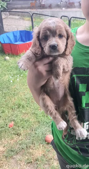 Cockapoo Cockerpoo Welpen 