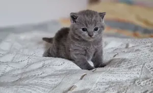 Reinrassige BKH kitten blau, lilac Jungen 