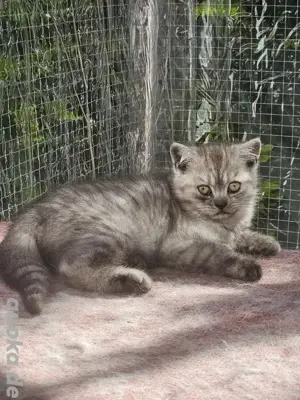 BKH Kitten Kätzchen Katze