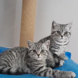 Reinrassige BKH Kitten  mit Stammbaum , geimpft,  entwurmt ( abgabebereit)