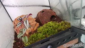 terrarium mit Tapinauchenius rasti