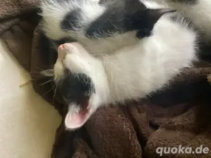 zwei süsse kitten (bd. männlich)