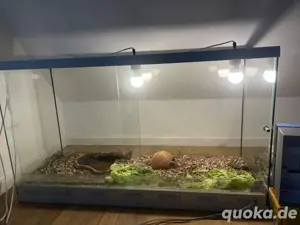 Grichische Landschildkröte + Terrarium