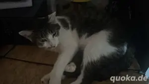 meine wildkatzenmutti 