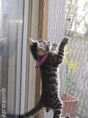 Bengal bengalkatze bengalkitten kitten