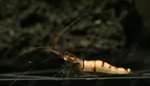 Caridina Snow Zebra - Sulawesi - Garnele - Aquarium Bild 3