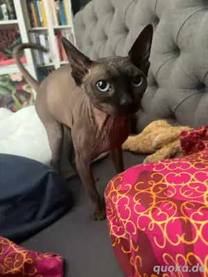    Deckkater   Canadian Sphynx, 2 Jahre, kerngesund   