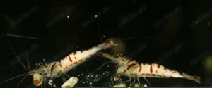Caridina sp. Snow Zebra - Sulawesi Garnele - Aquarium - Wirbellose
