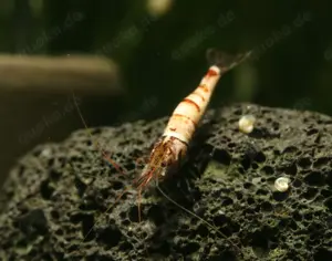 Caridina Snow Zebra - Sulawesi - Garnele - Aquarium Bild 4