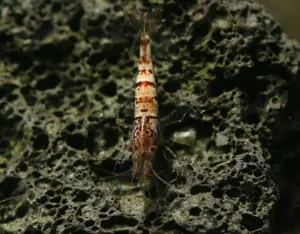 Caridina Snow Zebra - Sulawesi - Garnele - Aquarium Bild 5
