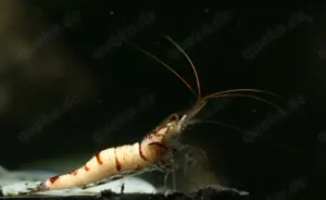 Caridina Snow Zebra - Sulawesi - Garnele - Aquarium Bild 2