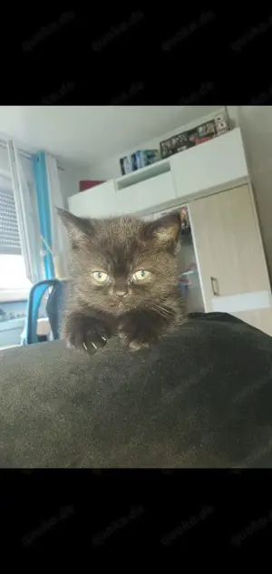 BKH Kitten