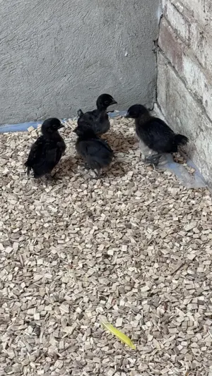 Ayam Cemani 4 baby 