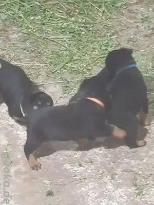 Rottweiler welpen 