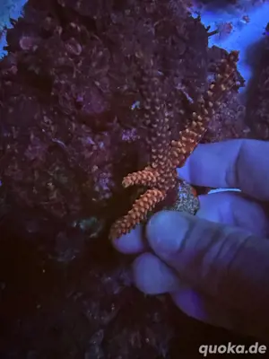 acropora korallen ableger dragon confetti rainbow Bild 7