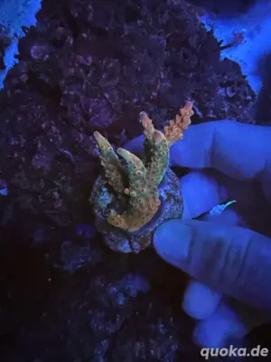 acropora korallen ableger dragon confetti rainbow Bild 8