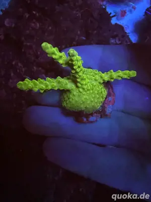 acropora korallen ableger dragon confetti rainbow Bild 9