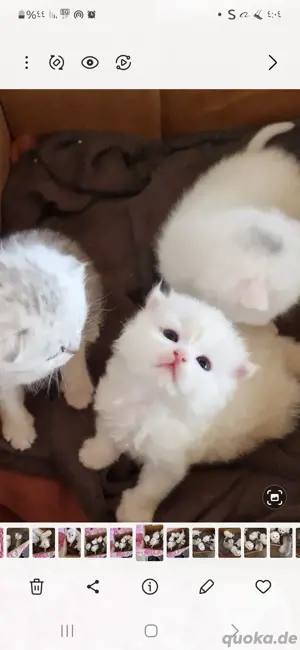 Bkh  katzen
