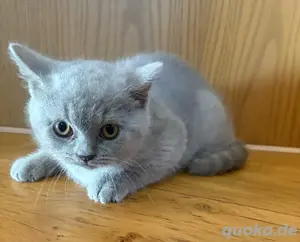 Reinrassige BKH Kitte