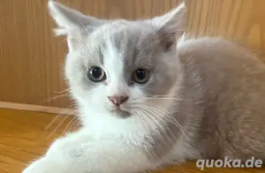 Reinrassige BKH Kitte