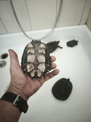 Verkaufe 3 Höckerschildkröten 