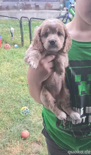 Cockerspaniel Mädchen 