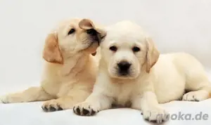 Labrador Welpen Reinrassige 